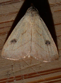 Spotted Grass Moth